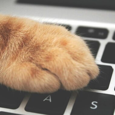 A fluffy orange cat paw rests on a black computer keyboard, symbolizing tech and pets merging.